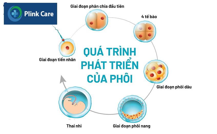 quá trình phát triển của phôi
