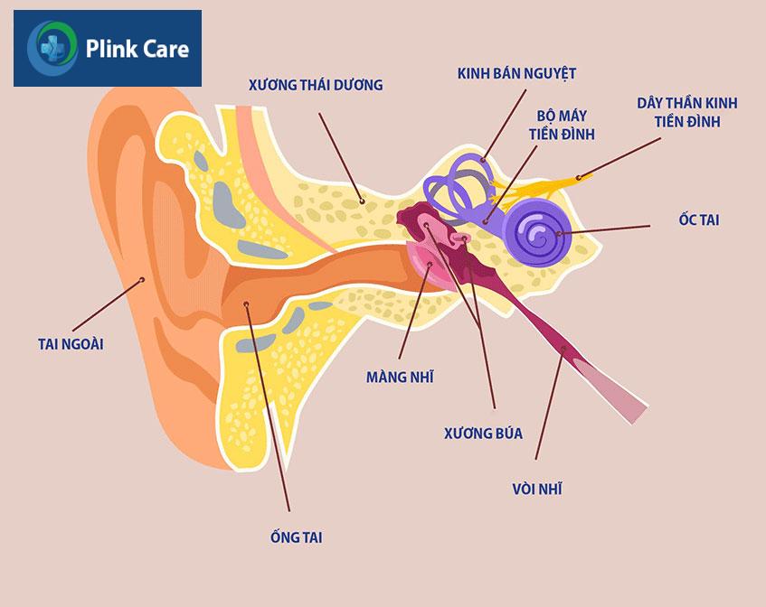 Cấu tạo giải phẫu cơ quan tiền đình