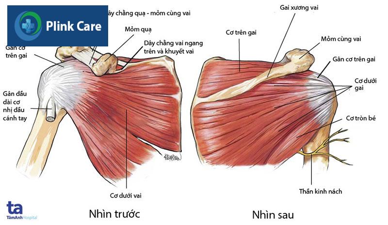 hinh anh gan co chop xoay