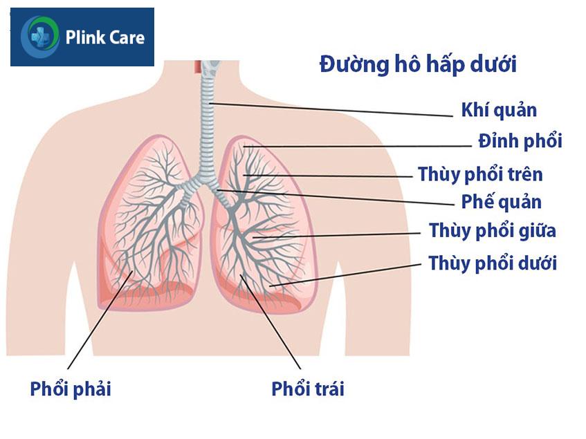 nhiem trung duong ho hap duoi