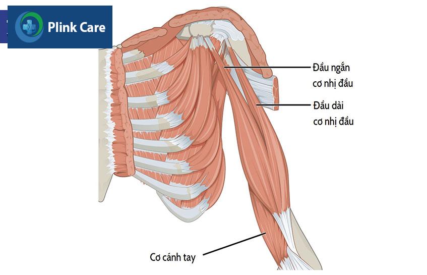 cau tao cua co nhi dau