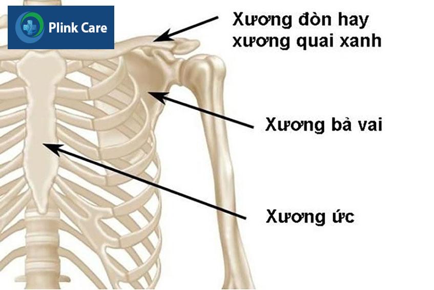 cấu tạo vị trí xương đòn vai
