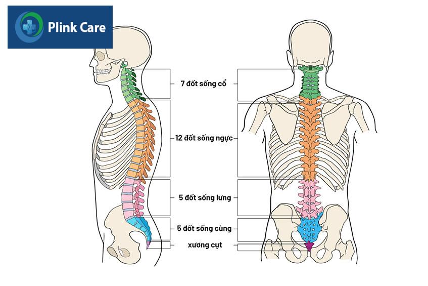 thoái hóa đốt sống ngực là gì