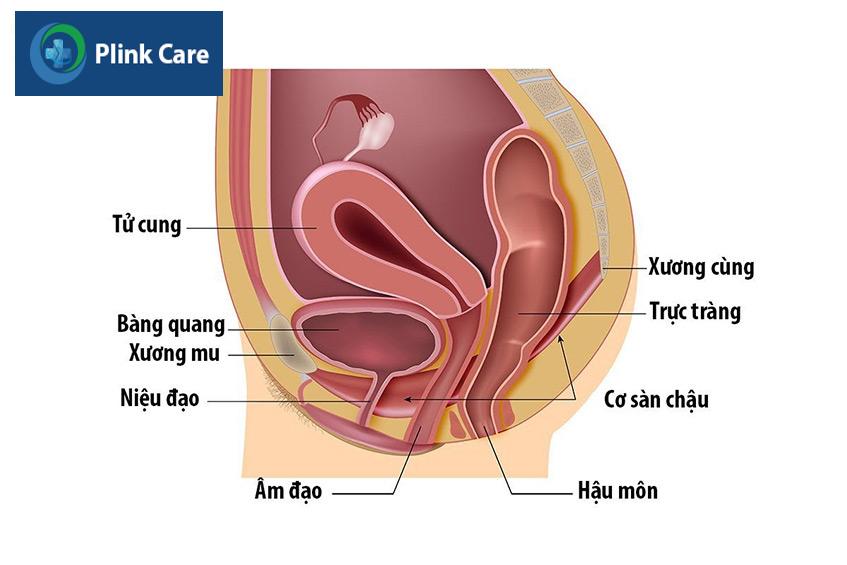 kegel infographci