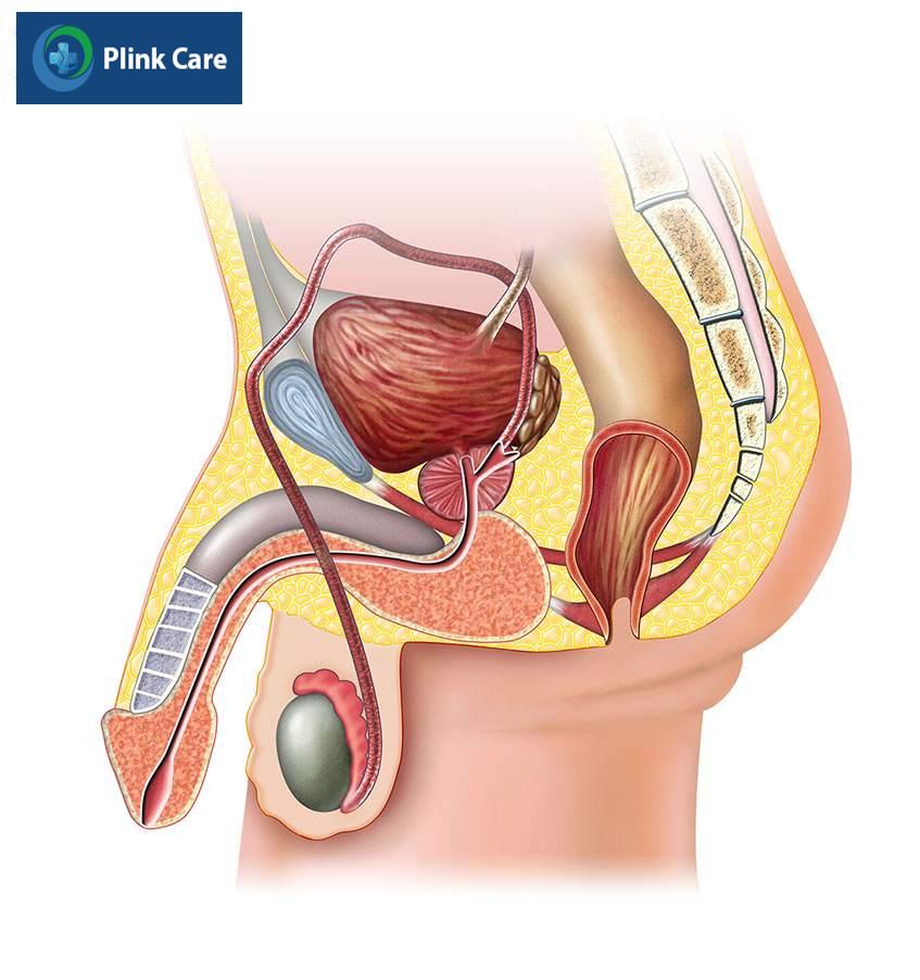 nguyên nhân gây xuất tinh ngược dòng