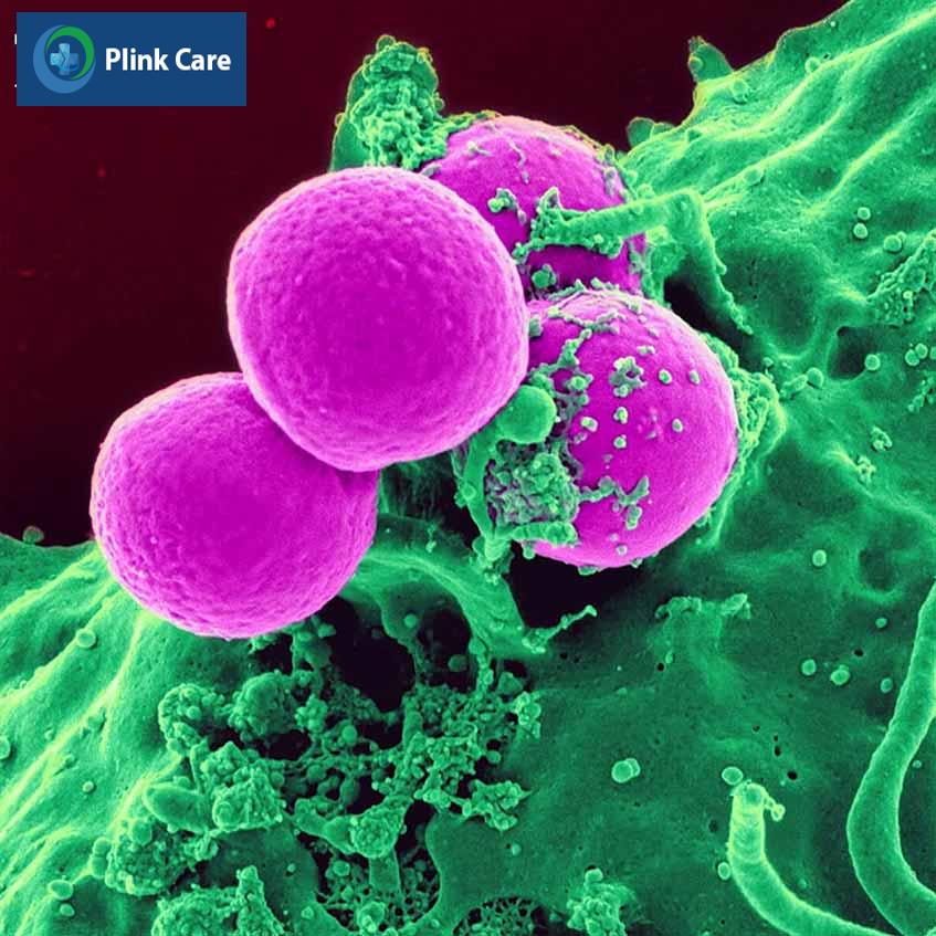thông tin về vi khuẩn staphylococcus aureus