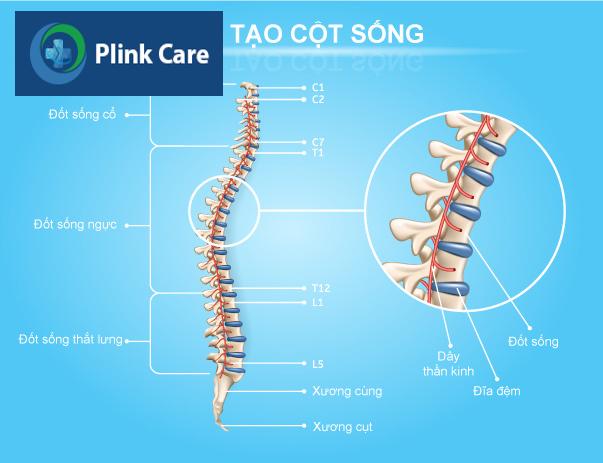 cấu tạo cột sống