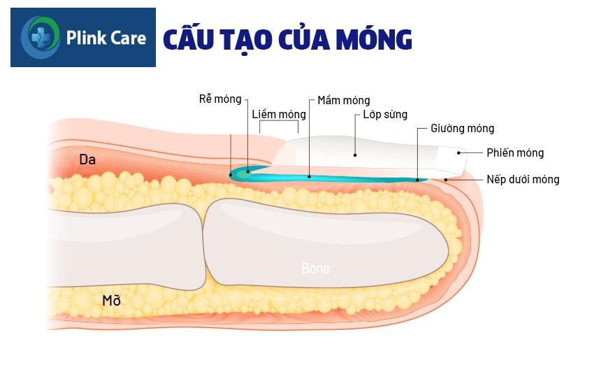 cấu tạo của móng 