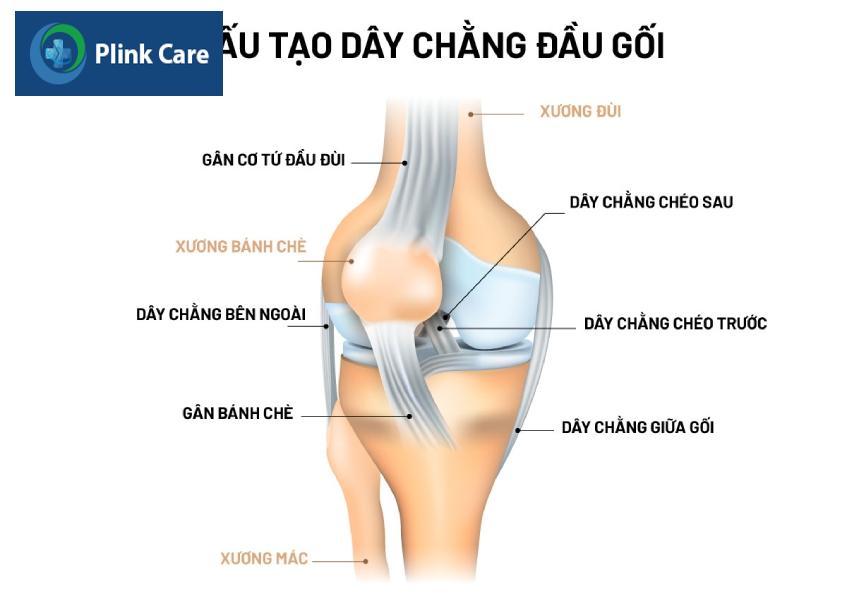  Cấu tạo dây chằng đầu gối