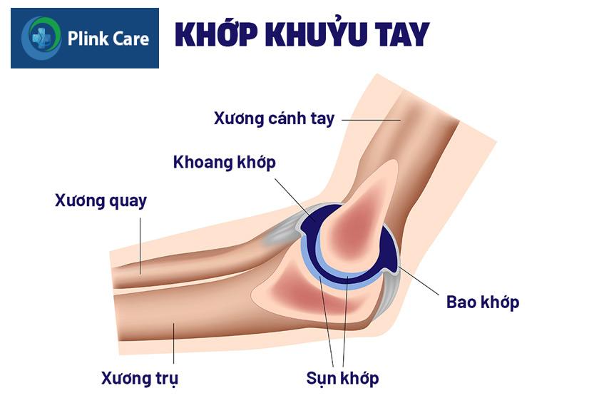 cấu tạo khớp khuỷu