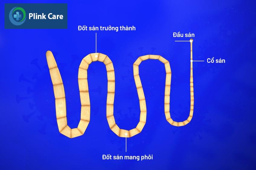 Sán dây lợn là gì