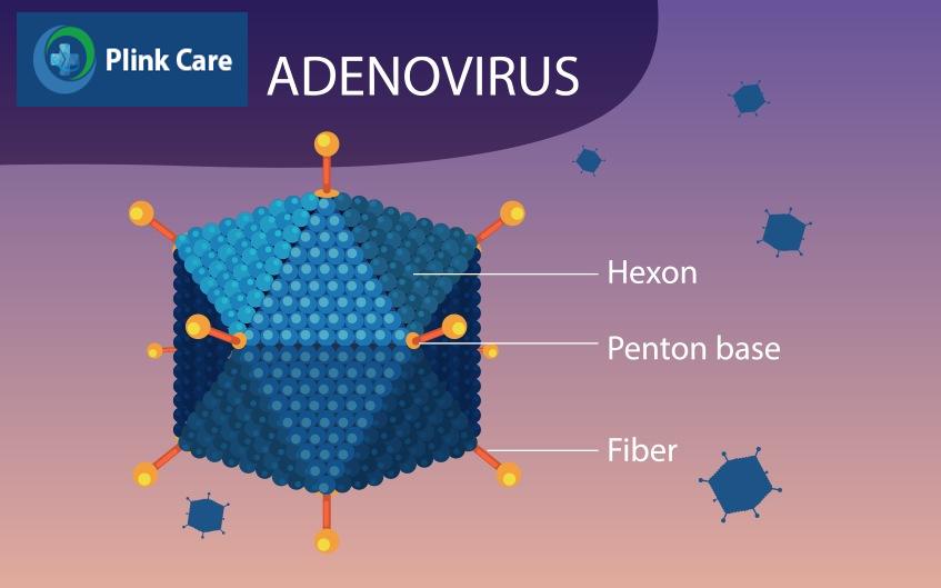 cấu trúc adenovirus