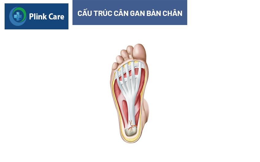 cấu trúc cân gan bàn chân 