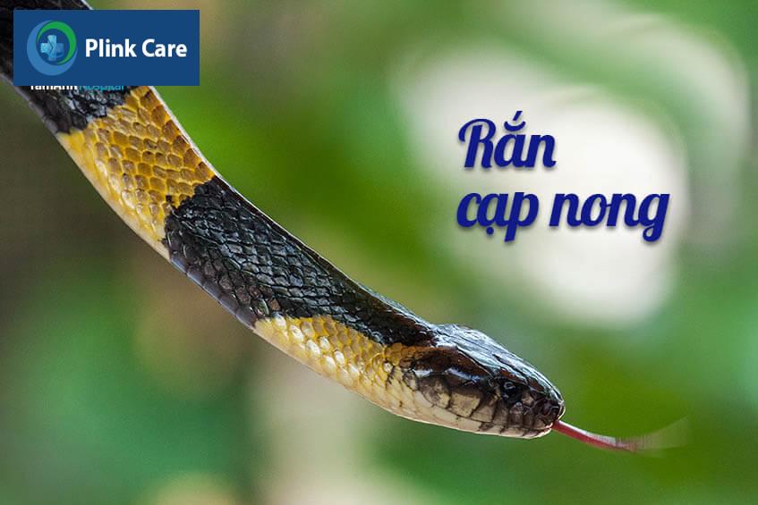 ran cap nong