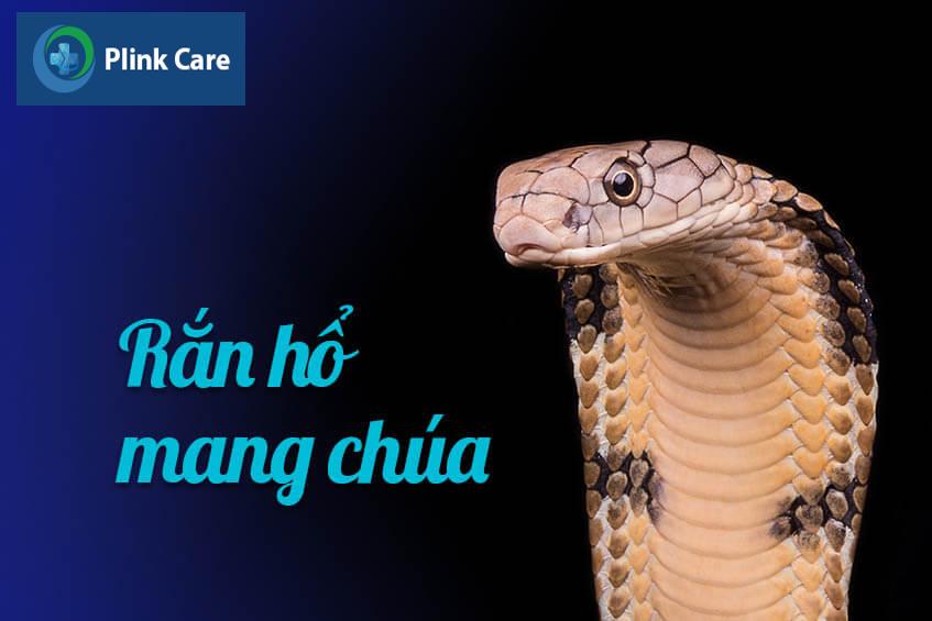 ran ho mang chua
