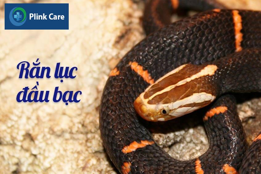 ran luc dau bac