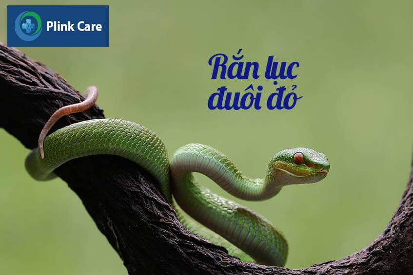 ran luc duoi do