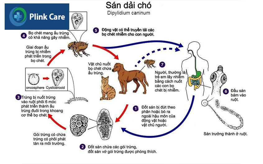 Vòng đời sán dải chó