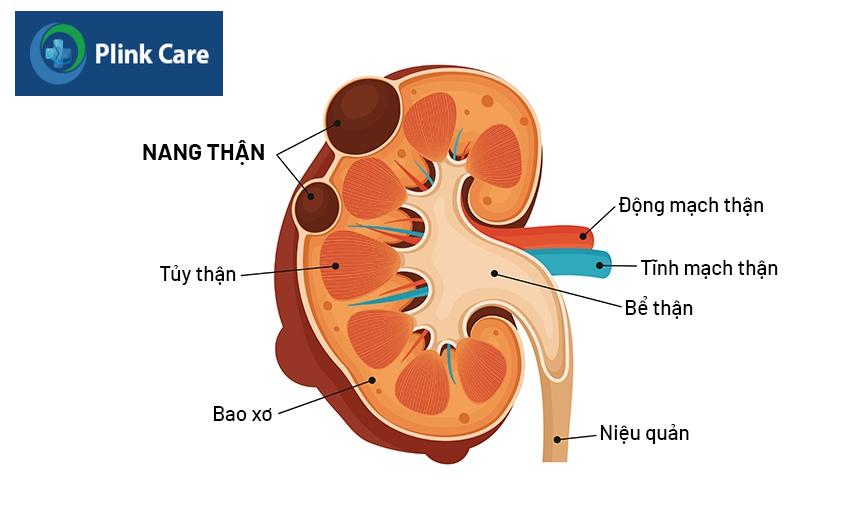 cấu tạo của thận