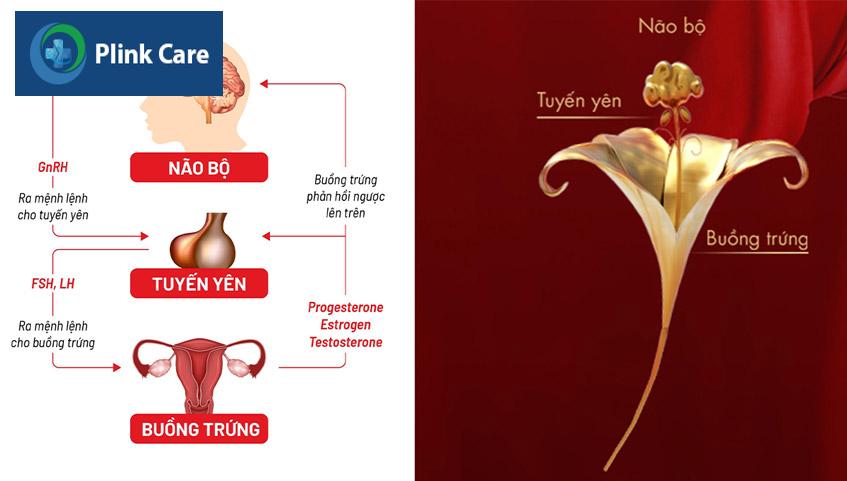 hệ trục não bộ tuyến yên buồng trứng