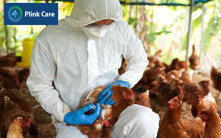 bệnh cúm a h5n1 nguy hiểm