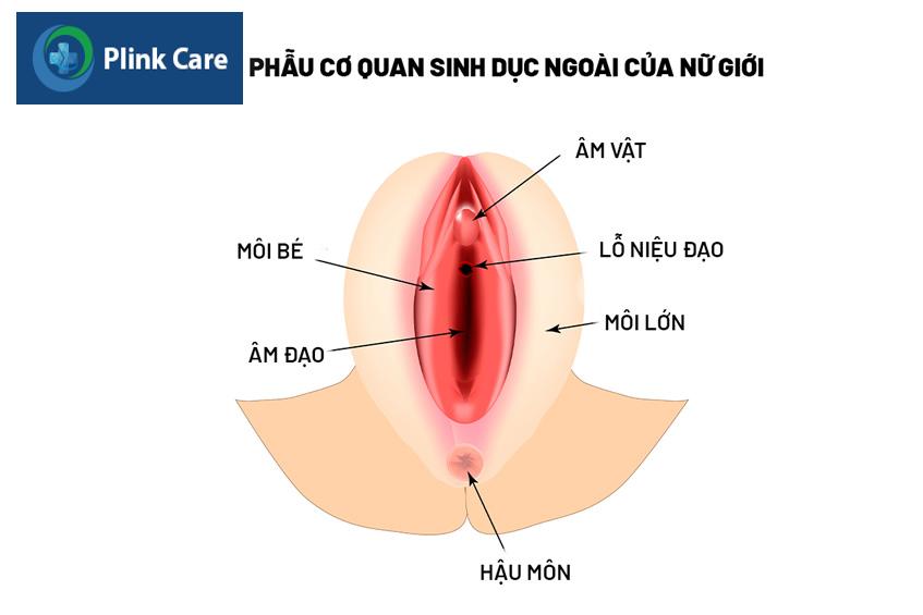 giải phẫu cơ quan sinh dục ngoài của nữ