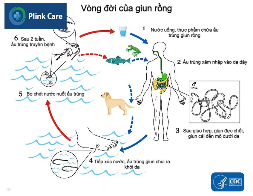 vòng đời của giun rồng