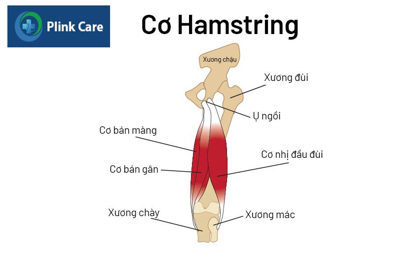 cấu tạo cơ chân ngỗng