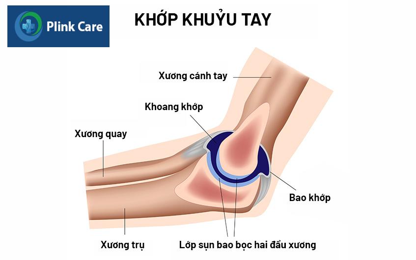 cấu tạo khớp khuỷu tay