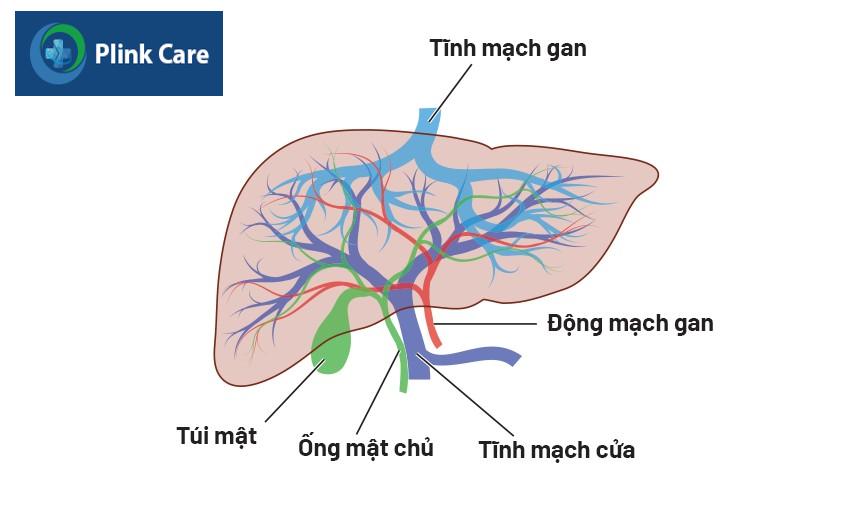 tăng áp tĩnh mạch cửa