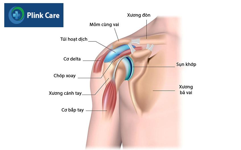 cấu tạo chức năng của vai