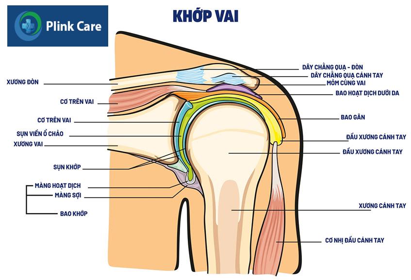 cấu tạo của khớp vai