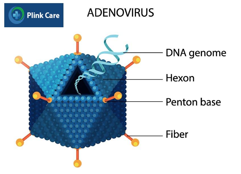 Mô phỏng cấu trúc Adenovirus