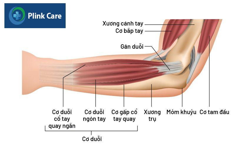 cấu tạo khuỷu tay