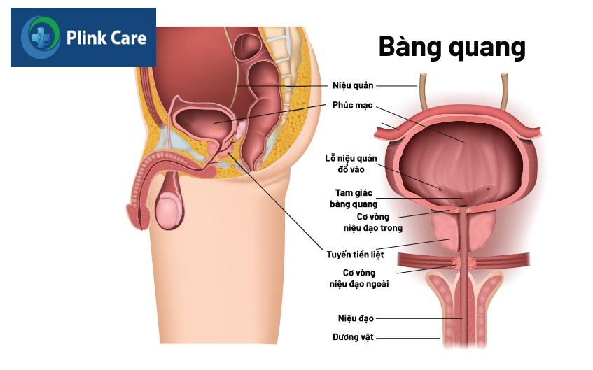 hình ảnh bàng quang