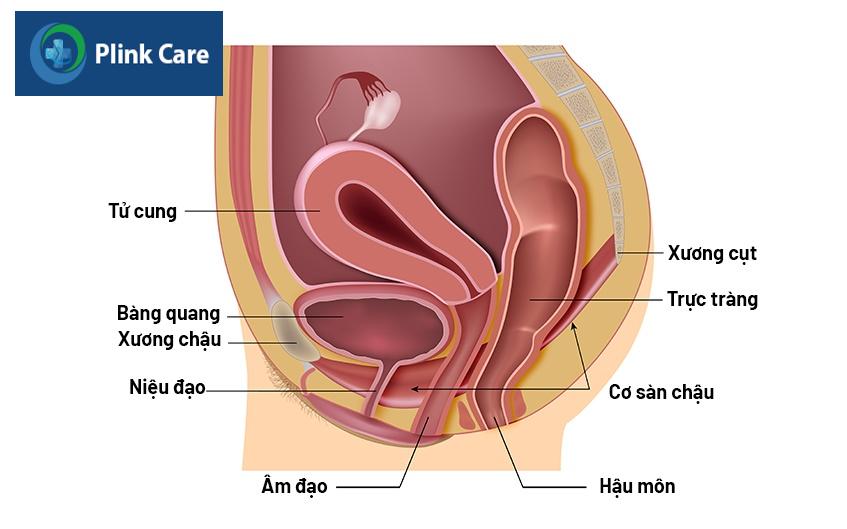 tiểu không tự chủ ở nữ giới là gì
