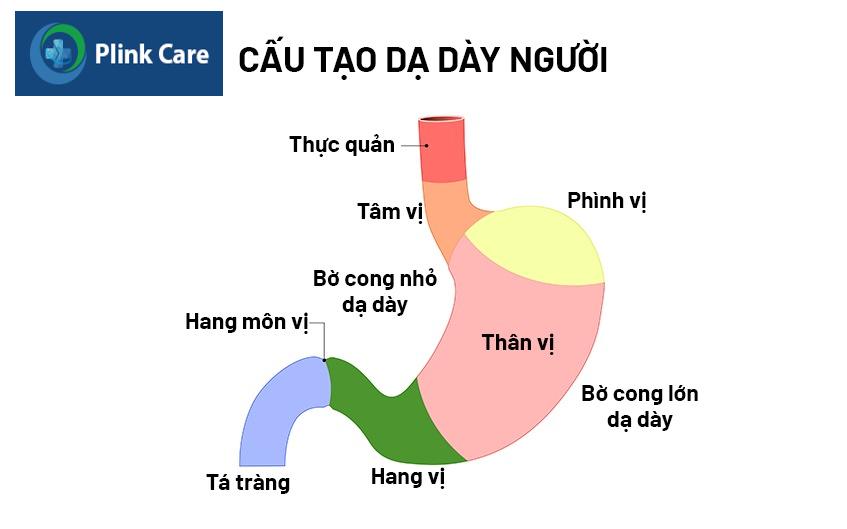 vị trí hang vị dạ dày