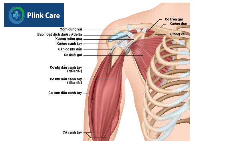 cấu tạo gân cơ trên gai