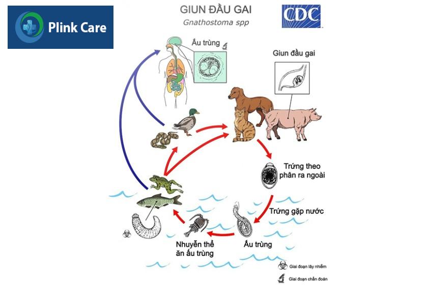 chu kỳ phát triển của giun đầu gai