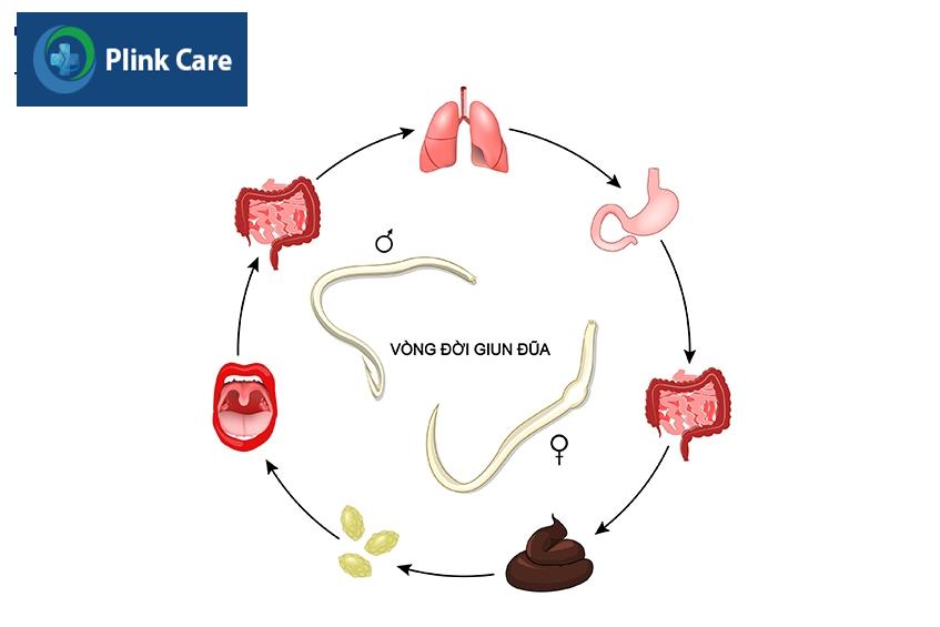 chu kỳ vòng đời của giun đũa
