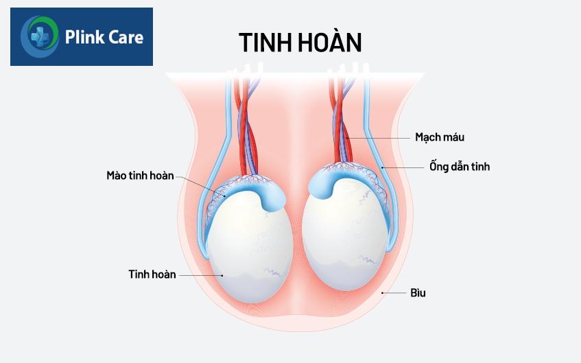 đau tinh hoàn bên trái là bệnh gì