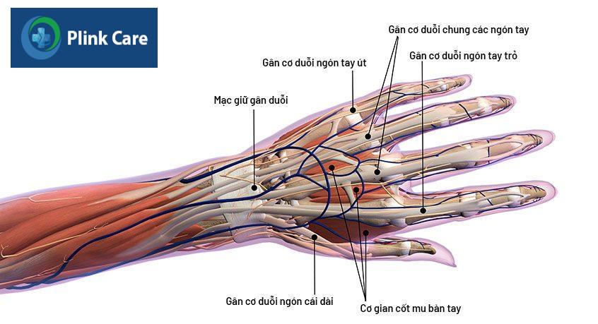 hệ thống gân cổ tay