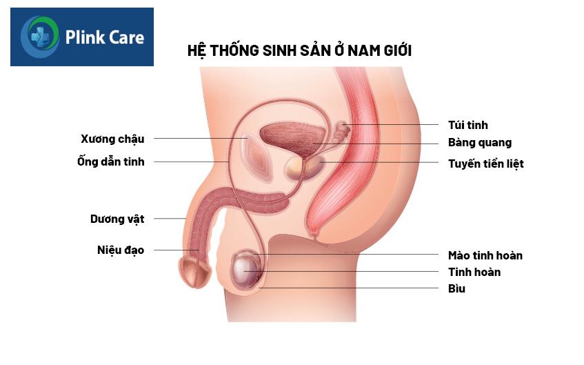 tổng quan về thung thư dương vật