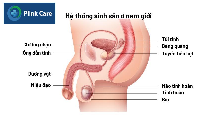 hoại tử fournier là gì