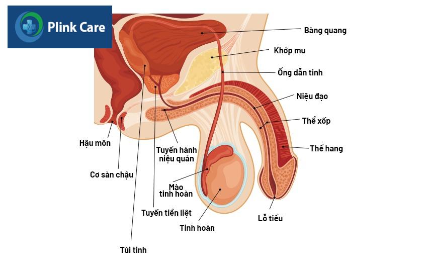 hội chứng fournier là gì