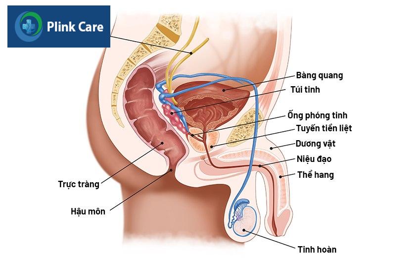 tổng quan về ung thư dương vật