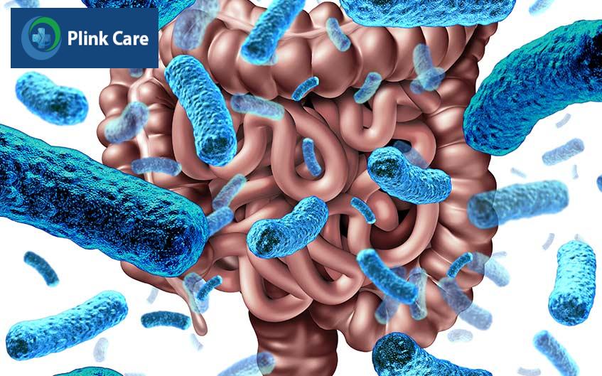 vi khuẩn đường ruột salmonella