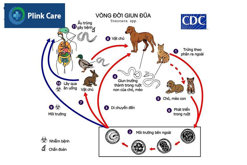 vòng đời giun đũa