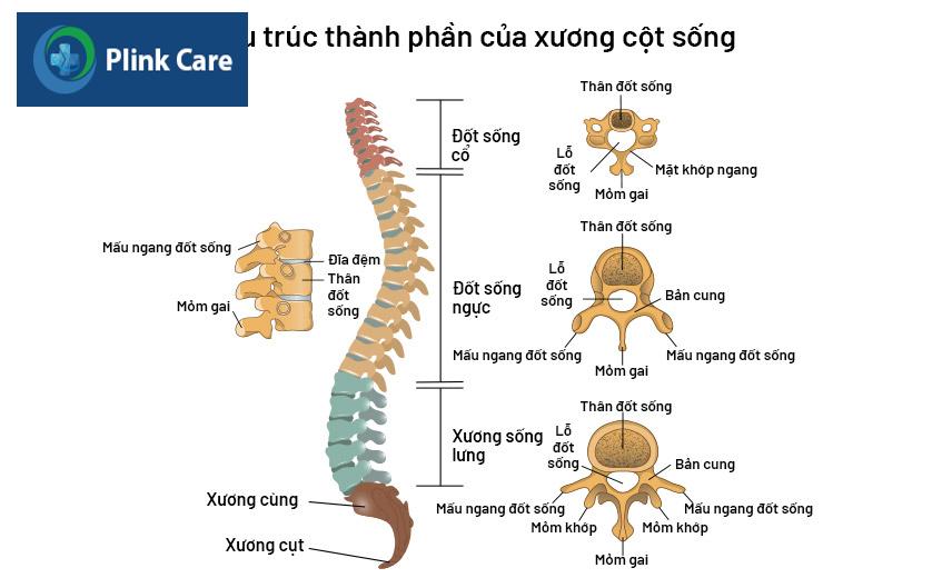 cấu tạo của xương sống