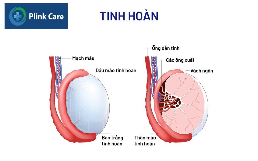 đau tinh hoàn bên phải là bệnh gì